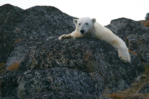 Comment participer à une expédition pour observer les ours polaires au Svalbard?